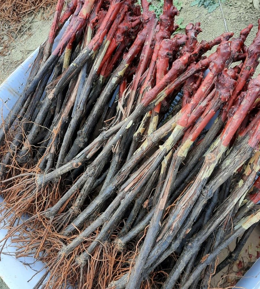 Colocación de espalderas en viñedos Campoameno