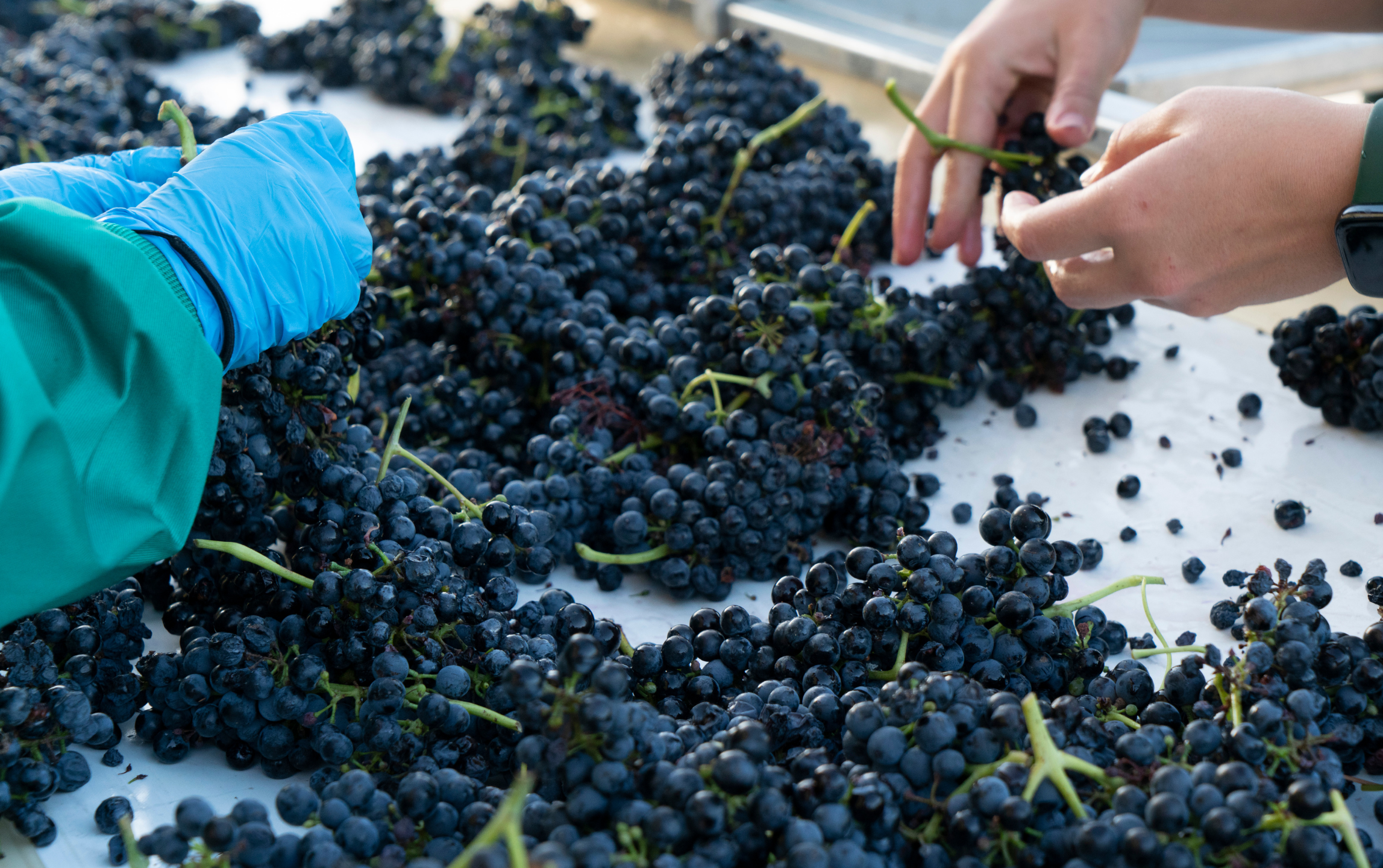 Comienza la vendimia las claves de la cosecha del vino