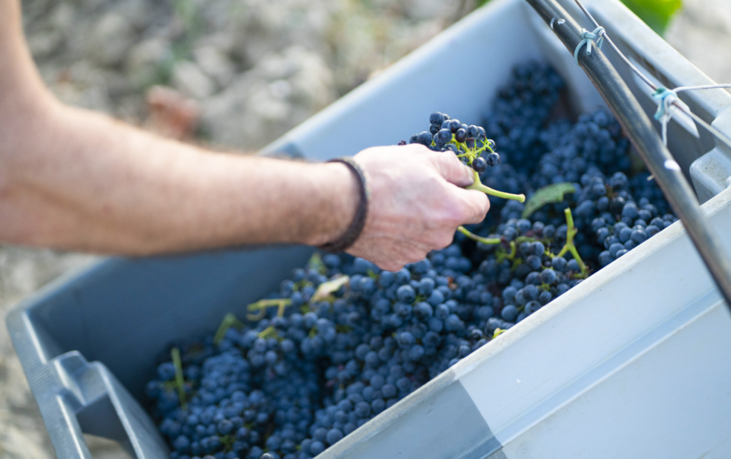 Vendimia claves de la cosecha del vino  (2)