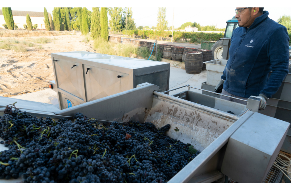 Vendimia claves de la cosecha del vino  (2)